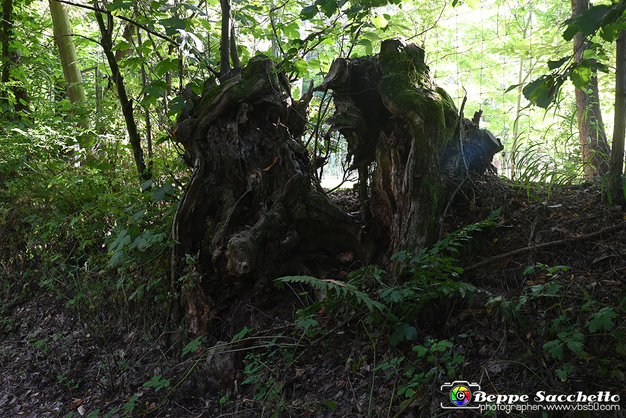 VBS_4949 - Il bosco fatato - Montaldo Roero.jpg